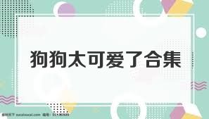 狗狗太可爱了合集